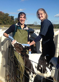 Allyson Anderson, at right, was photographed working at New Bolton Center’s Marshak Dairy with Dr. Meggan Hain, Staff Veterinarian in Field Service.