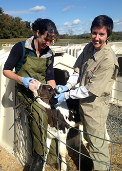 Allyson Anderson, at right, was photographed working at New Bolton Center’s Marshak Dairy with Dr. Meggan Hain, Staff Veterinarian in Field Service.
