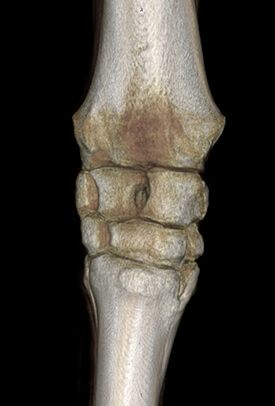 A three-dimensional reconstruction of an equine carpus (knee) from CT scan data generated by the imaging system.