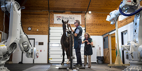 Dr. Dean Richardson, Chief of Surgery, and Dr. Barbara Dallap Schaer, Medical Director of New Bolton Center, position a horse within the robots.
