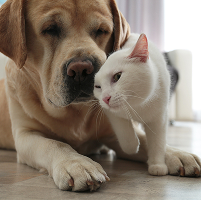 Dog and Cat 400