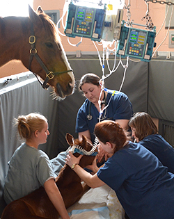 Nurse instructs students while caring for a critically ill foal in the NICU.