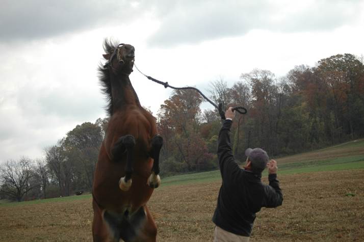 Equine Behavior-Stallion Handling