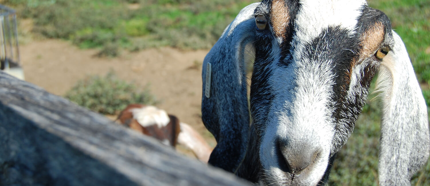New Bolton Center&#39;s Field Service treats small ruminants like goats and sheep.