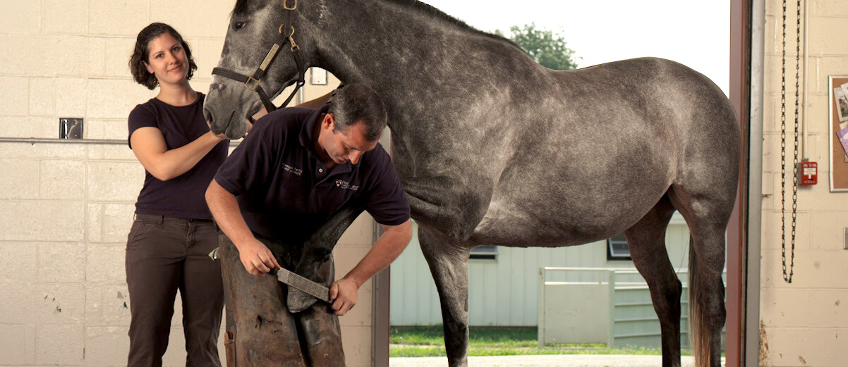 Farrier - Critical Supportive Service