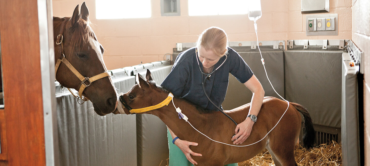 Dr. Michelle Linton with a mother and foal at New Bolton Center's NICU