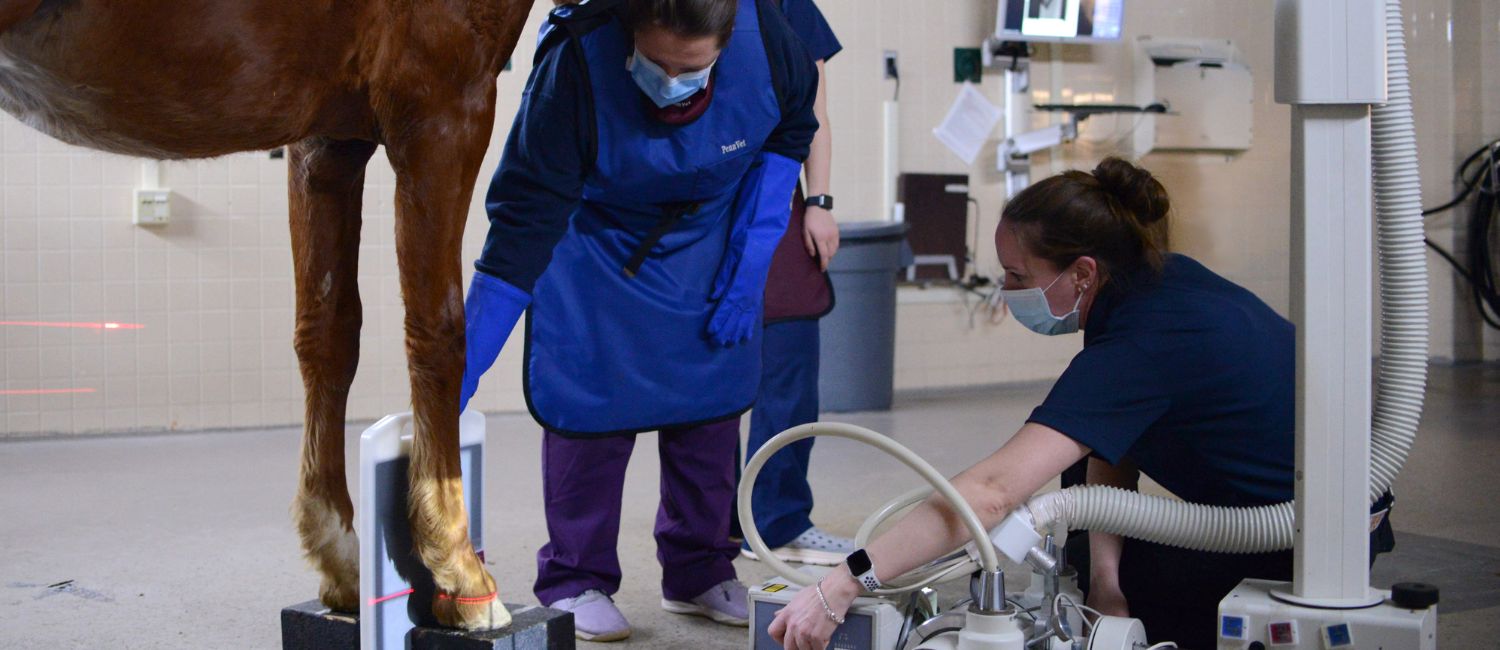 Nurses helping a horse
