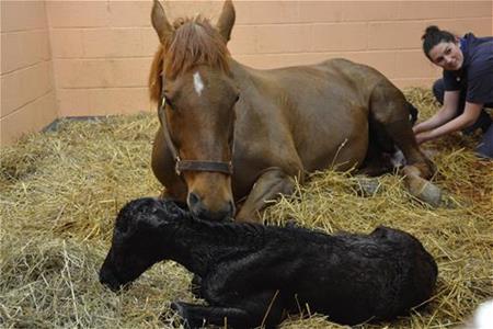 New Bolton Center Healthy Mare Foaling Program 