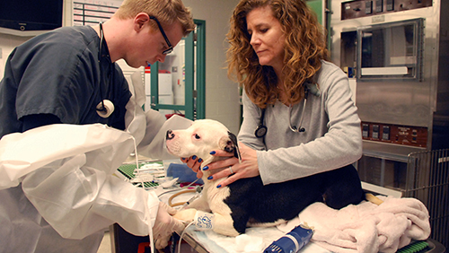 A dog is treated through Penn Vet’s Shelter Dog Specialty Medical Treatment Project