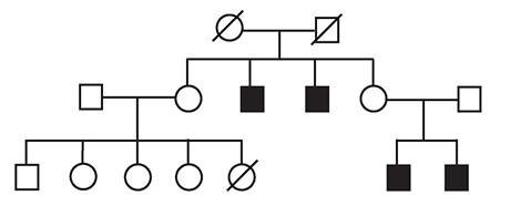 A family pedigree provided support for a Tex11 mutation causing infertility, passed down the maternal line.