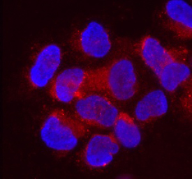 Placental cells are rich with lncRHOXF1 (red) which appears to offer the developing embryo protection from viruses.