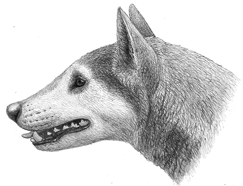Illustration of Cynarctus by Mauricio Antón from “Dogs, Their Fossil Relatives and Evolutionary History.”