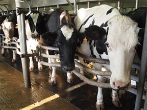 Cows in Marshak Dairy Milking Parlor