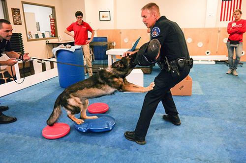 WDC Director Cindy Otto (in glasses) observes while law enforcement trainer Bob Dougherty works with Rocky, a K9 with the Jenkintown Police that was rehabbed at the Center.