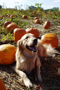 Frankie in the pumpkin patch