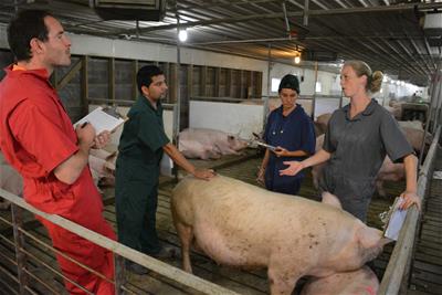 Merck Managers n Training at Penn Vet Swine Center 