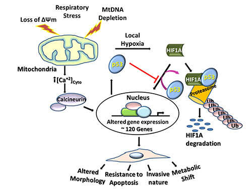 Mitochondrial stress induces expression of nearly 120 genes involved in cell metabolism.