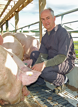 Tom Parsons, director of the Swine Teaching and Research Center, has developed sow housing models that improve animal welfare.