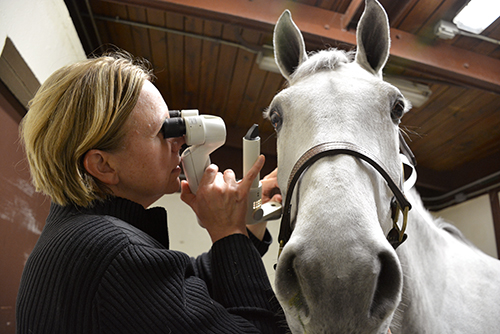 Dr. Catherine Nunnery will discuss equine vision at the next free First Tuesday lecture at New Bolton Center.