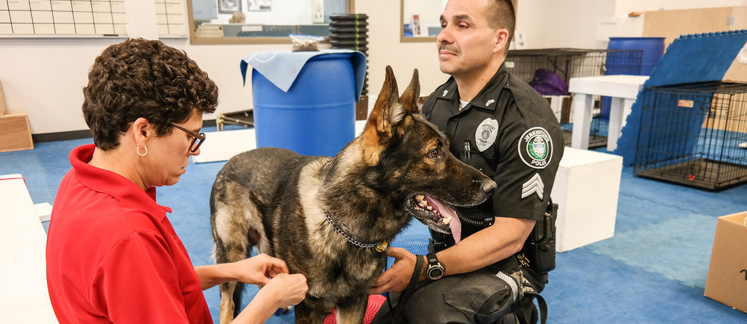 Cynthia Otto, director of the School of Veterinary Medicine’s Working Dog Center, examines a K9 officer as part of a Working Dog Center study. (Image: Tracy Darling/Superfit Canine)