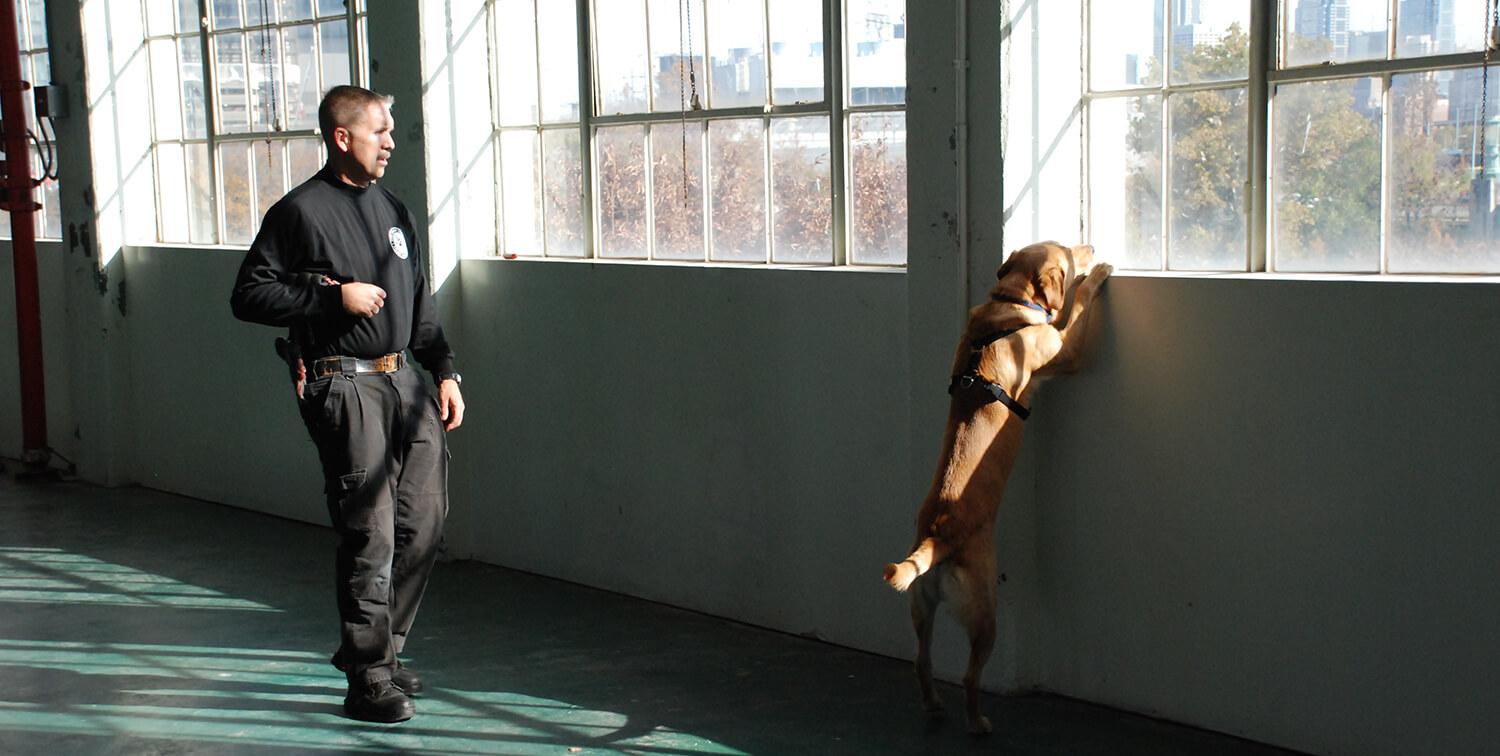 Bob Dougherty, law enforcement trainer for the Working Dog Center, helps a K9 officer in training refine scent detection skills. (Image: John Donges)