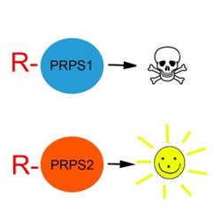 PRPS1 and PRPS2 are nearly identical. But an arginine tag flags PRPS1 for degradation, while PRPS2 survives the process.