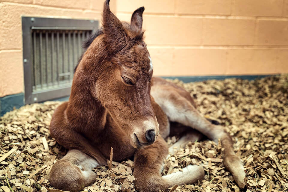 A foal at New Bolton Center's NICU