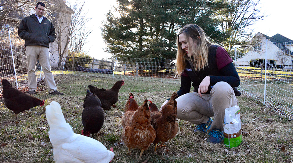 Tracy checks out Dr. David Levine's backyard chicken flock.