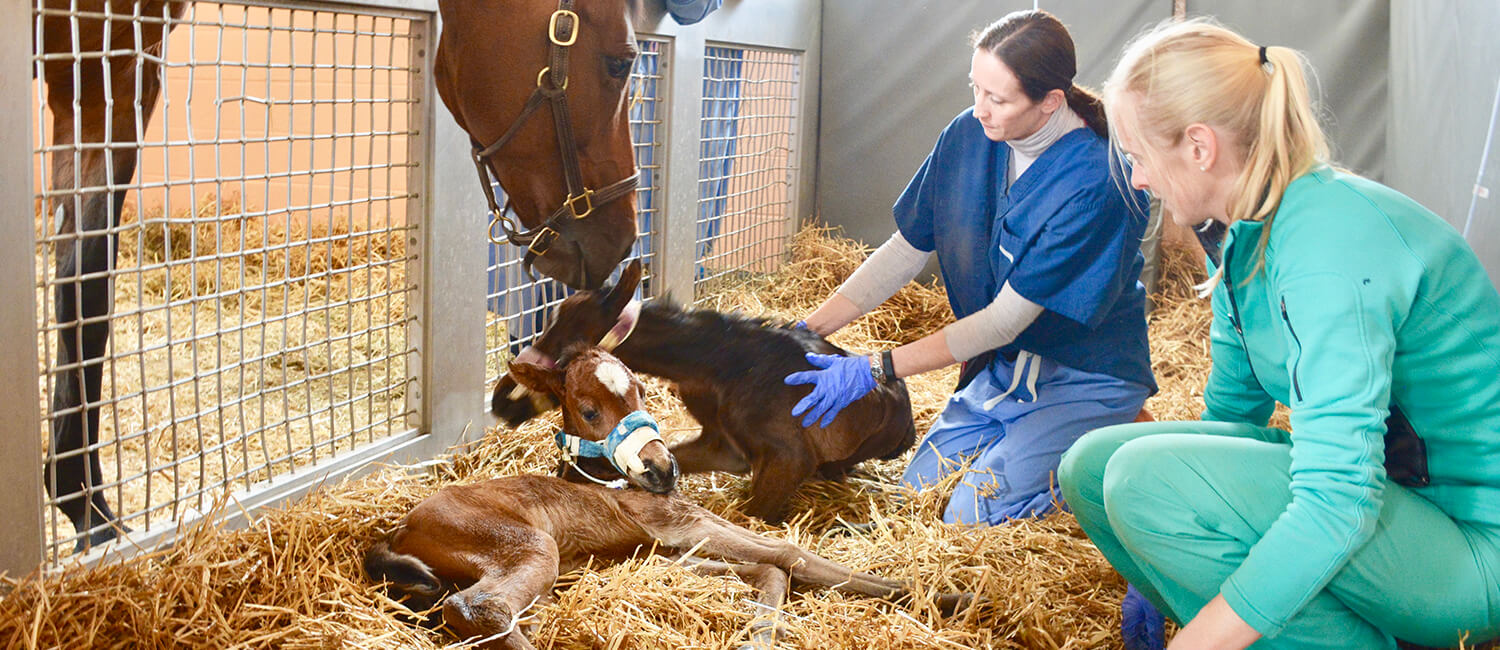 Treasure nuzzles her foals in New Bolton Center's NICU