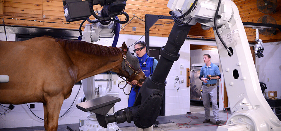 New Bolton Center sports medicine technician Heather Hunchuck assists Finnegan, owned by Amy Lambert and provided by Pine Creek Sport Horses of Chester Springs, PA, during a robotic neck scan. Josh Benson, imaging technician, is in the background adjusting the arms.