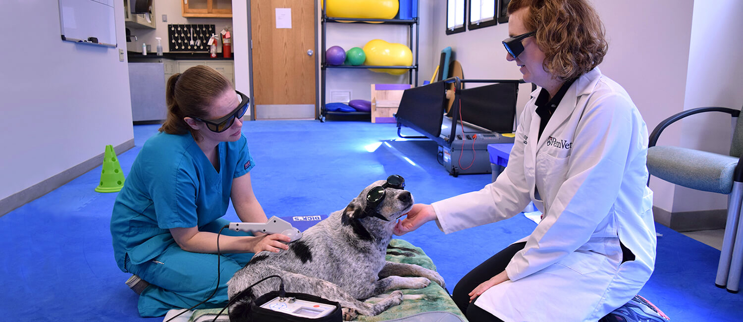 Ranger receives laser therapy from Dr. Molly Flaherty (right) and nurse Allison Kyler.