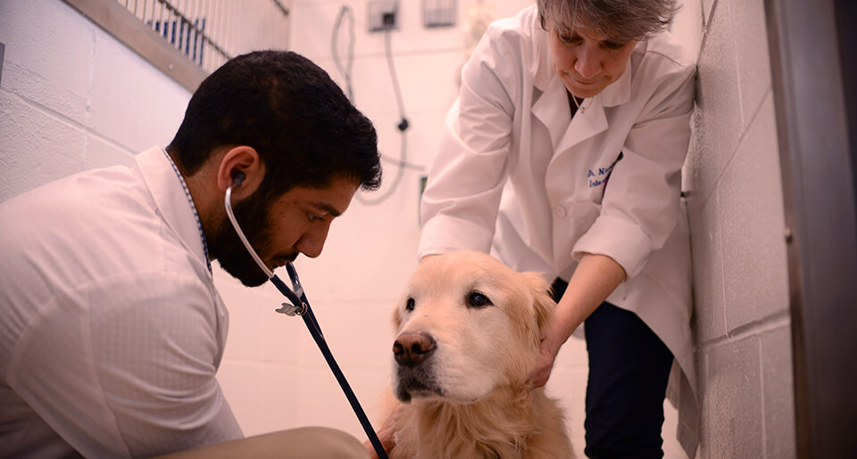 Veluvolu performs a physical examination on one of Dr. Nicola Mason's clinical trial recruits.