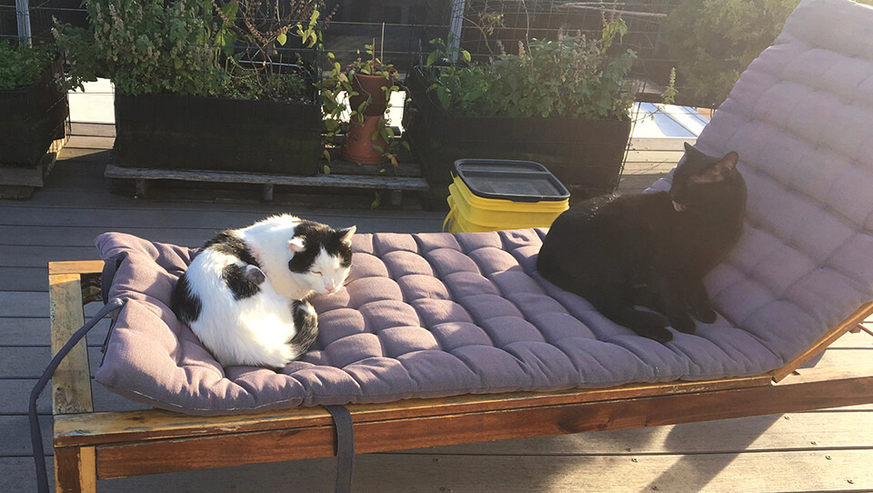 DIngus catches some rays on the roofdeck with Elver