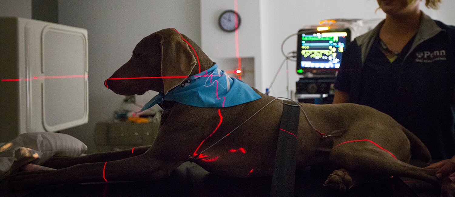 Compassionate cancer care paired with cutting-edge science is the mission at the Penn Vet Cancer Center. Here, Eve Robinson, a certified veterinary technician, soothes Weimaraner William as he lays under positioning lights to guide radiation therapy.