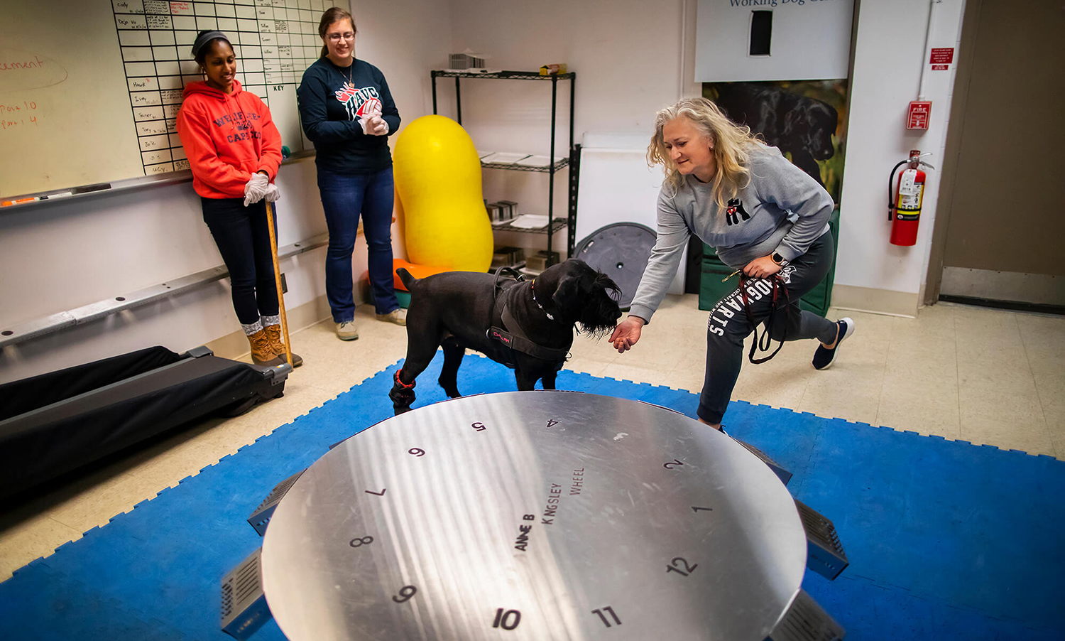 Challah, a giant schnauzer with a gifted nose, receives a treat from owner Anastasia Ayzenberg after a successful search at the scent wheel as instructor Tessa Seales and volunteer Shelby Wise look on.