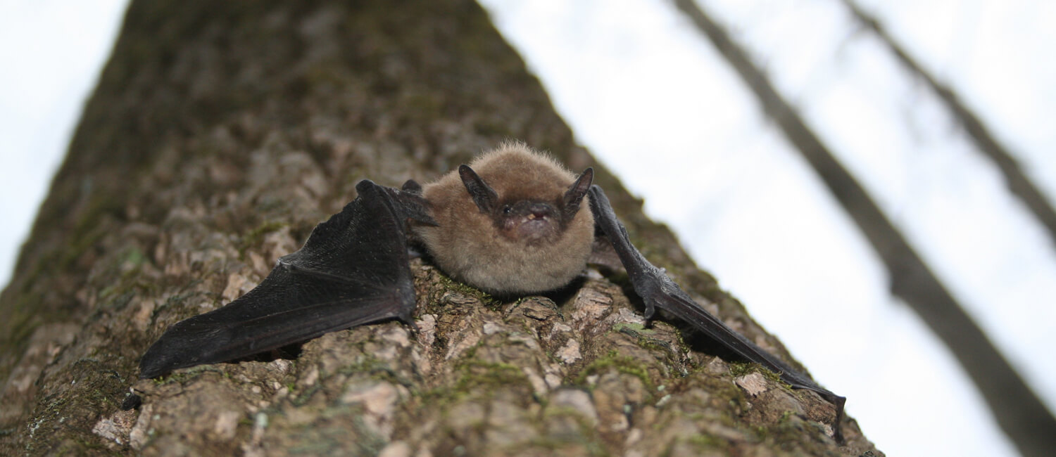 Pennsylvania is home to nine bat species including the big brown bat, pictured here. (Image: Pennsylvania Game Commission)