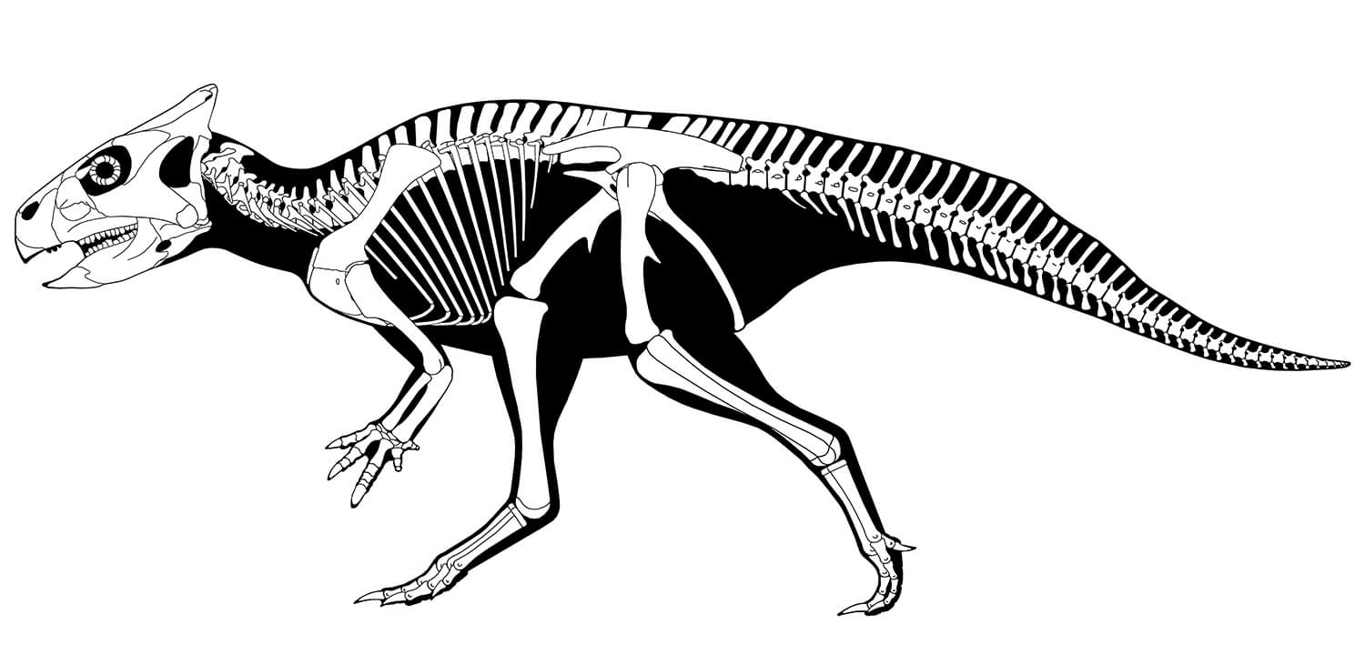 Scientists were fortunate to have a robust set of fossils of Auroraceratops to use to characterize the dinosaur, including near-complete skeletons. More than 80 individuals of the species have been identified since it was initially named 15 years ago. (Illustration: Scott Hartman)