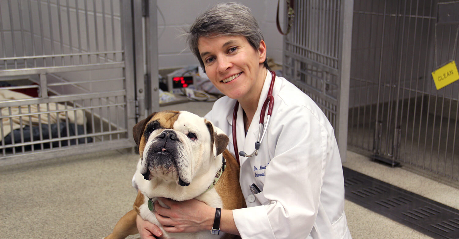 Penn Vet's Dr. Nicola Mason is leading a multi-institutional clinical trial evaluating an immunotherapy approach to treat dogs with osteosarcoma, a cancer of the bone