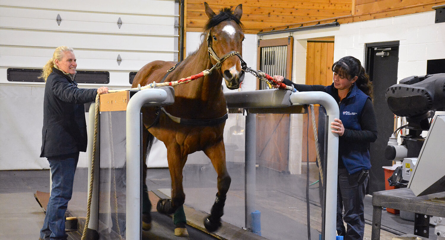 Using New Bolton Center's high-speed horse treadmill and other specialized equipment, the Equine Pharmacology Research Laboratory has been testing the effects of certain drugs in highly fit animals.