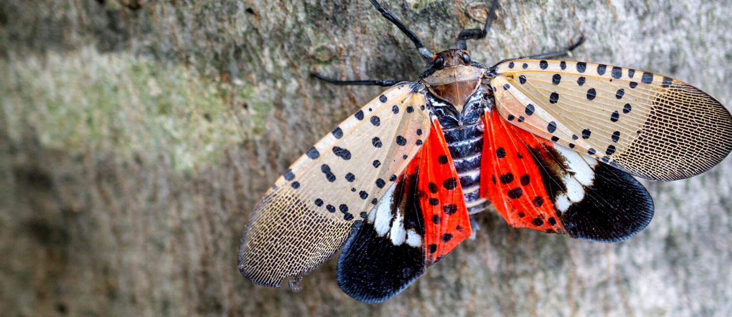 The launch of Penn Vet's novel training program comes at a critical time for Spotted Lanternfly management in Pennsylvania. Beyond causing severe damage to trees and affecting quality of life for humans, the insect poses a significant threat to Pennsylvania’s agriculture industry.