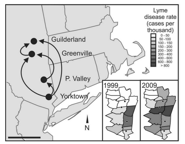 Black-legged ticks, the vectors of Lyme disease, colonized new territories in the Northeastern United States in recent years, mainly by short-distance, south-to-north moves. The patterns closely track the geographic spread of Lyme disease cases in humans.