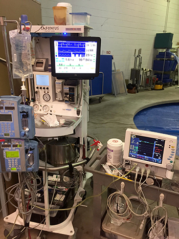 The new research shows the benefits of ventilating horses undergoing surgery with a mixture of helium and oxygen.