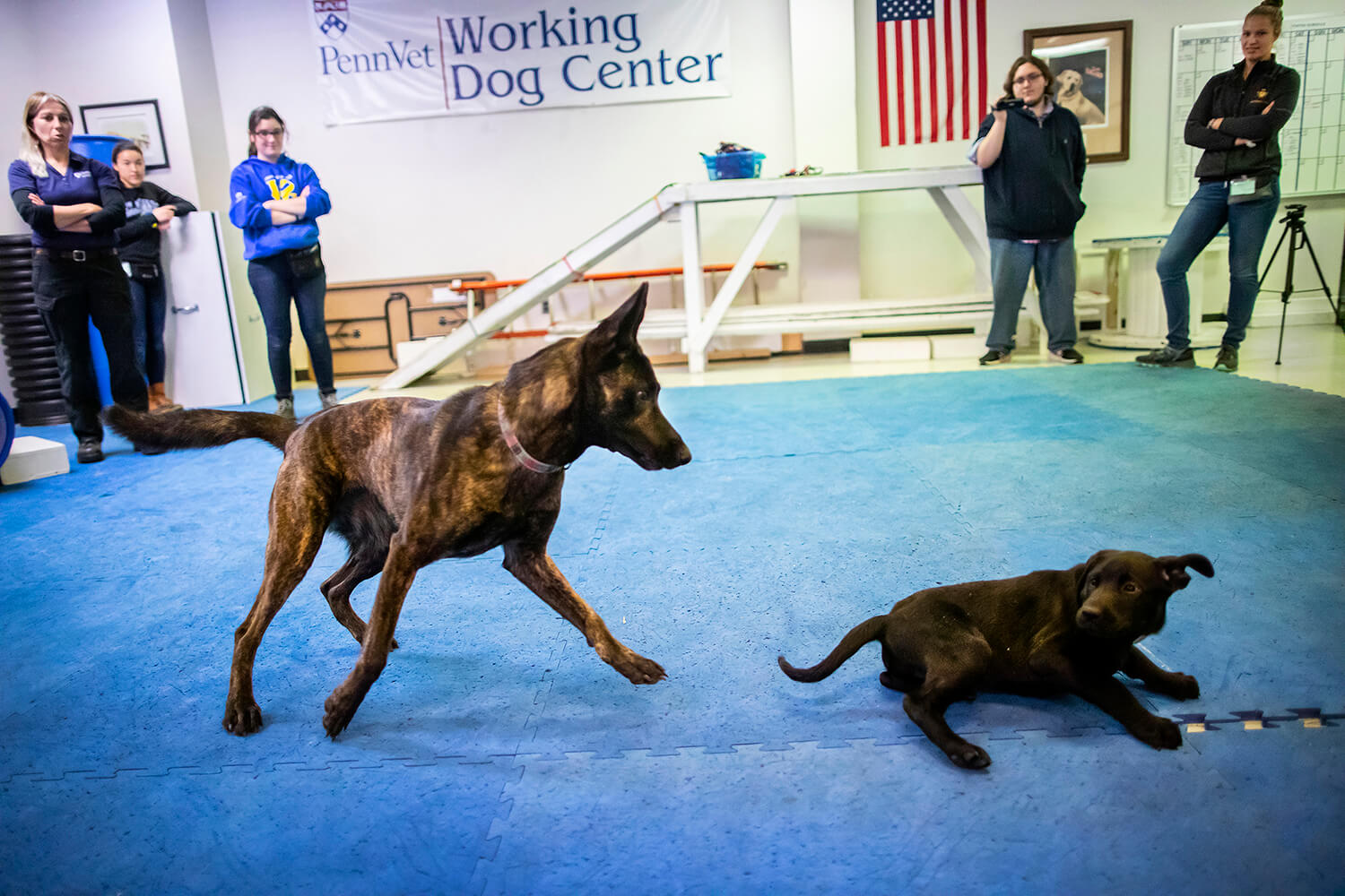 Though the U litter is graced with excellent pedigree—Pinto and Boomer both work in cadaver detection—they are still puppies with a lot to learn. “Play dates” with older dogs, such as Lucy, a Dutch shepherd, teach puppies like Ugo good social skills.