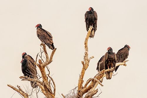 Photo of vultures roosting in a trees
