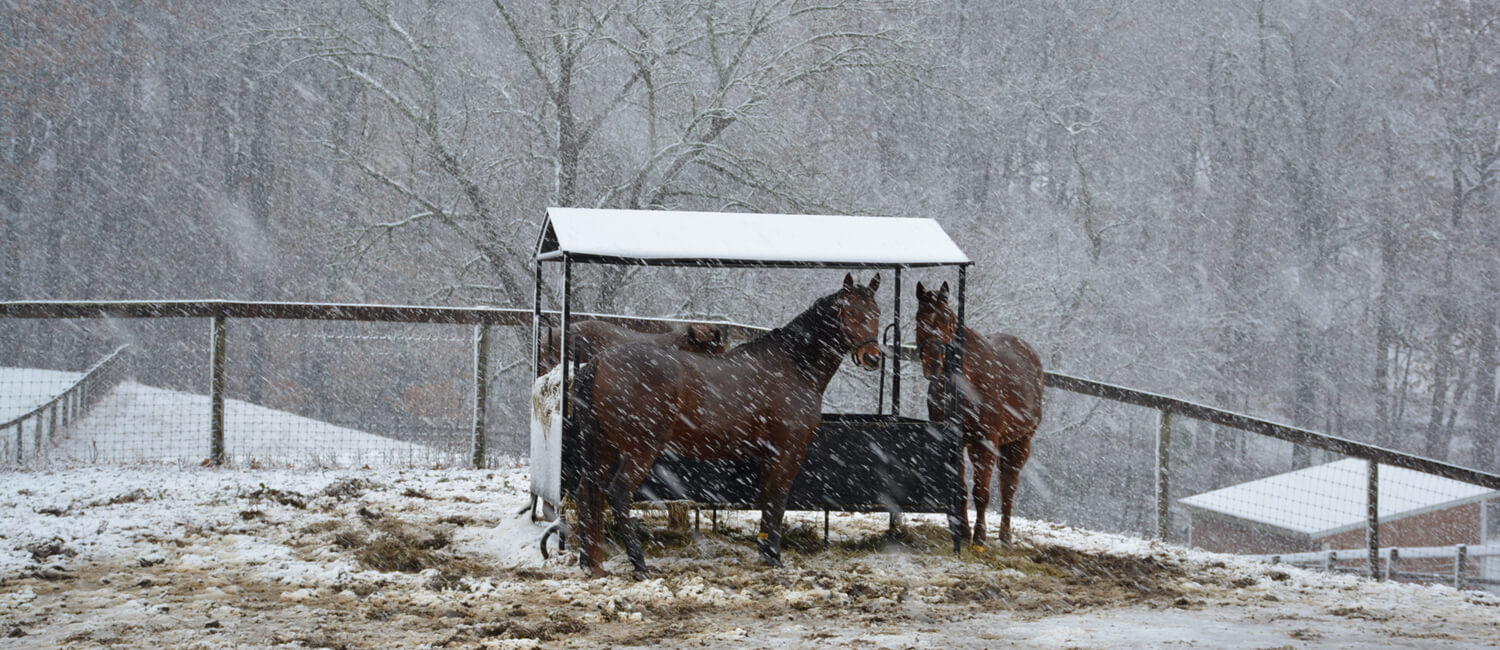 equine-winter-tips