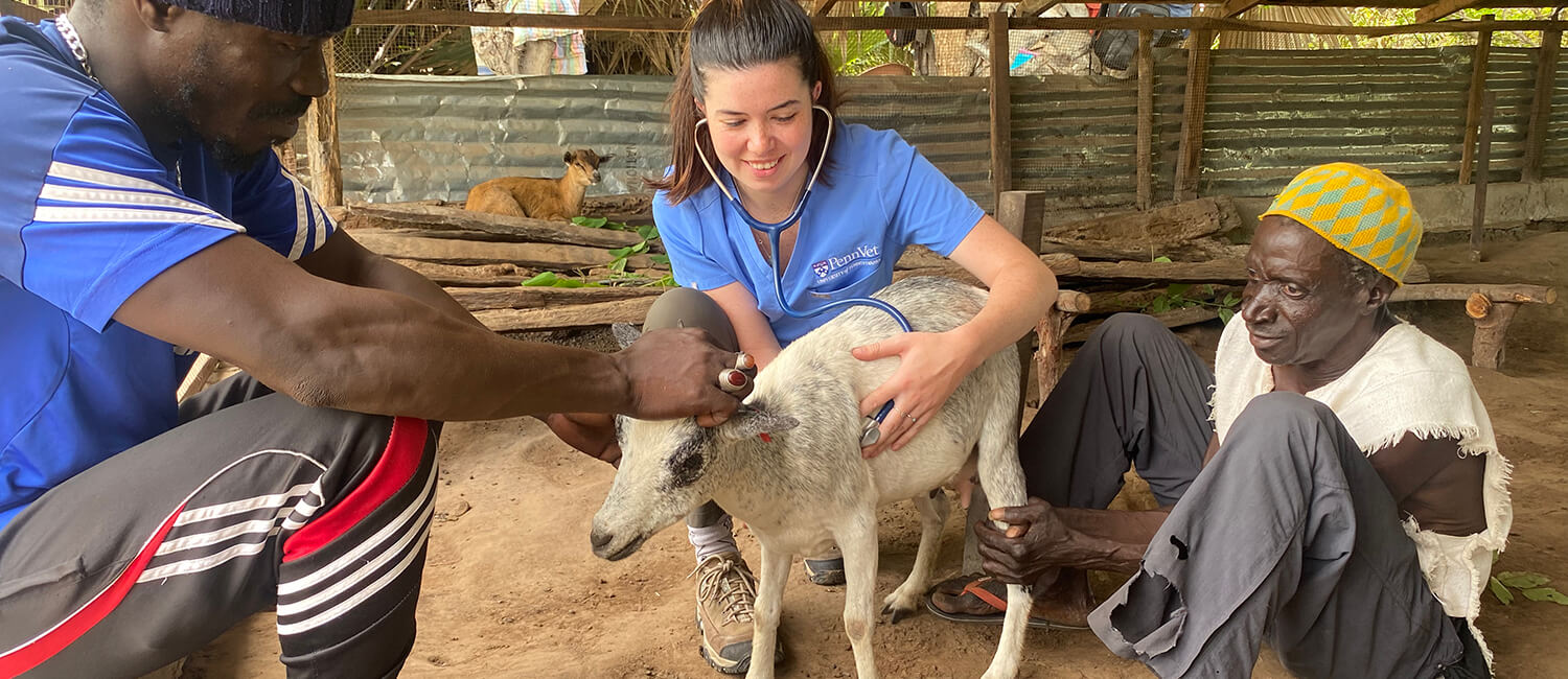 Abby Seeley (center) of Penn Vet does a health check up on a goat with the assistance of Sulay Camara (left) and Sainey Badjie (right). (Image: Courtesy of Brianna Parsons)