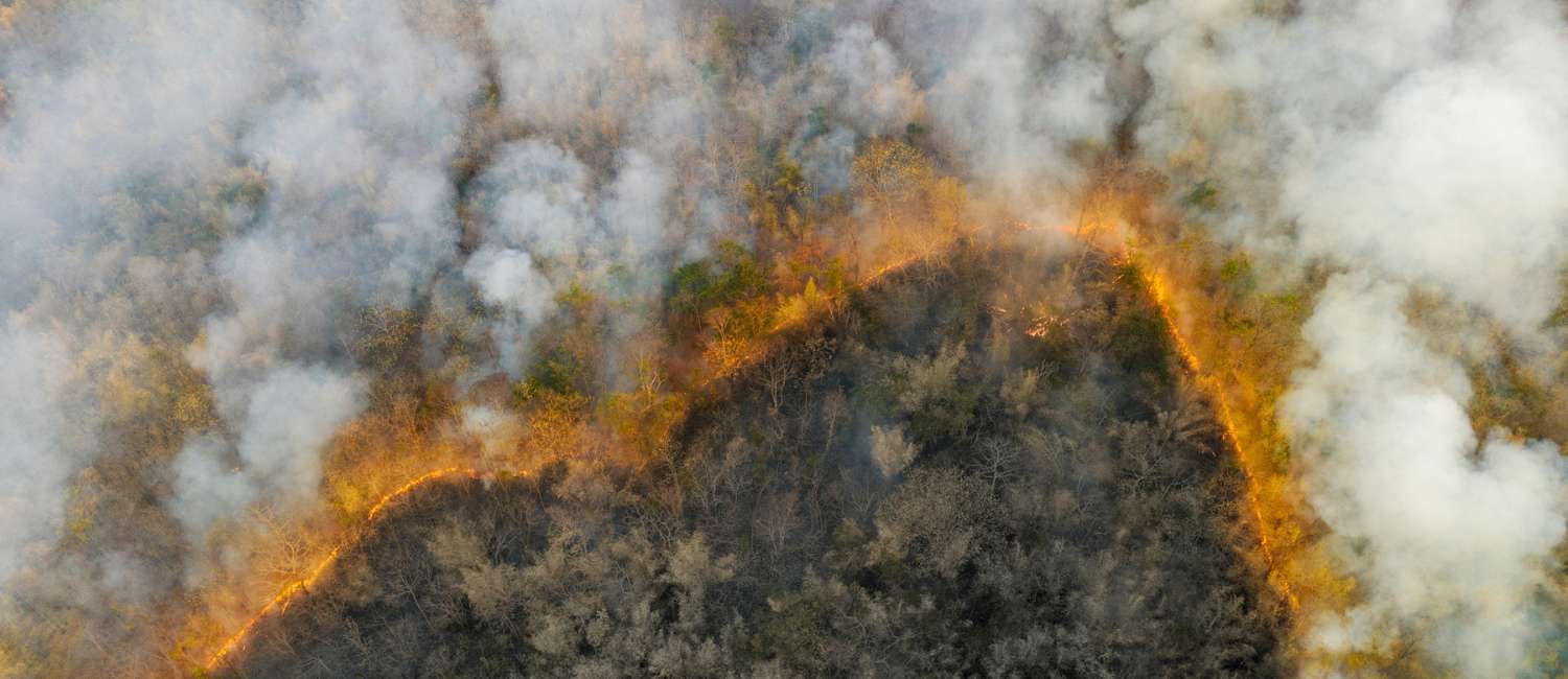 wildfire with smoke in a forest