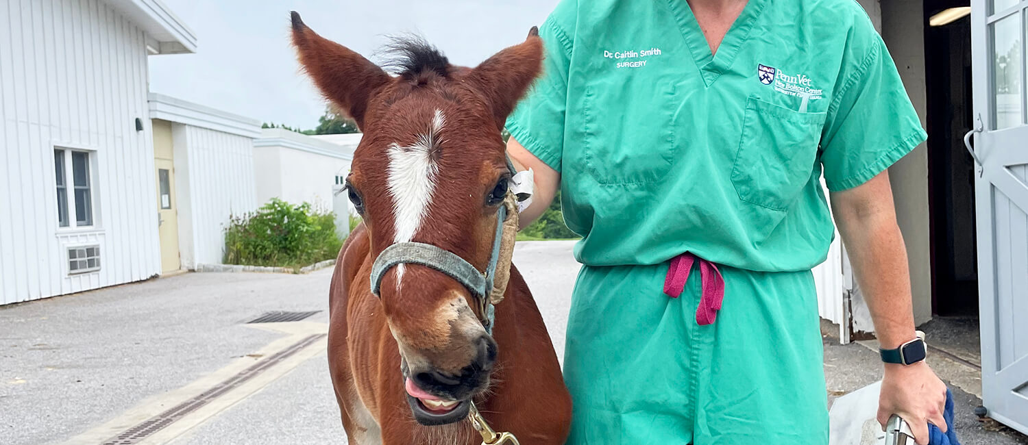 Photo of foal with veterinarian