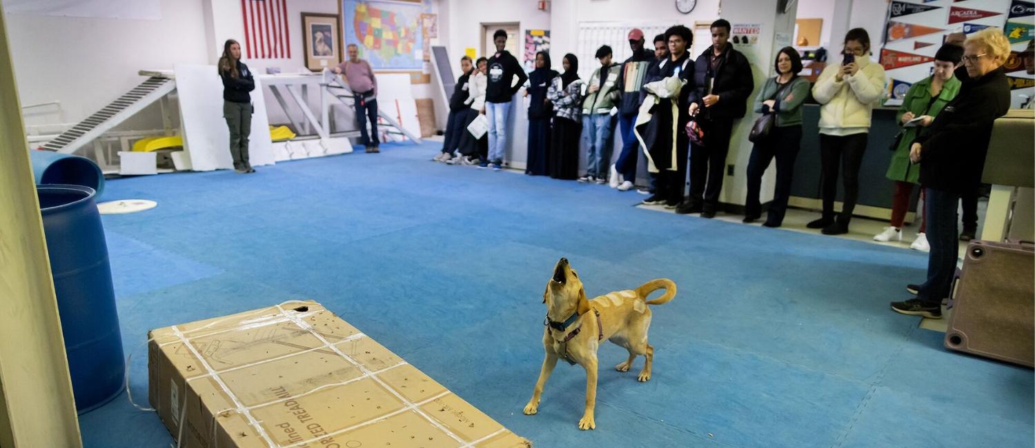 A dog being trained at Working Dog Center