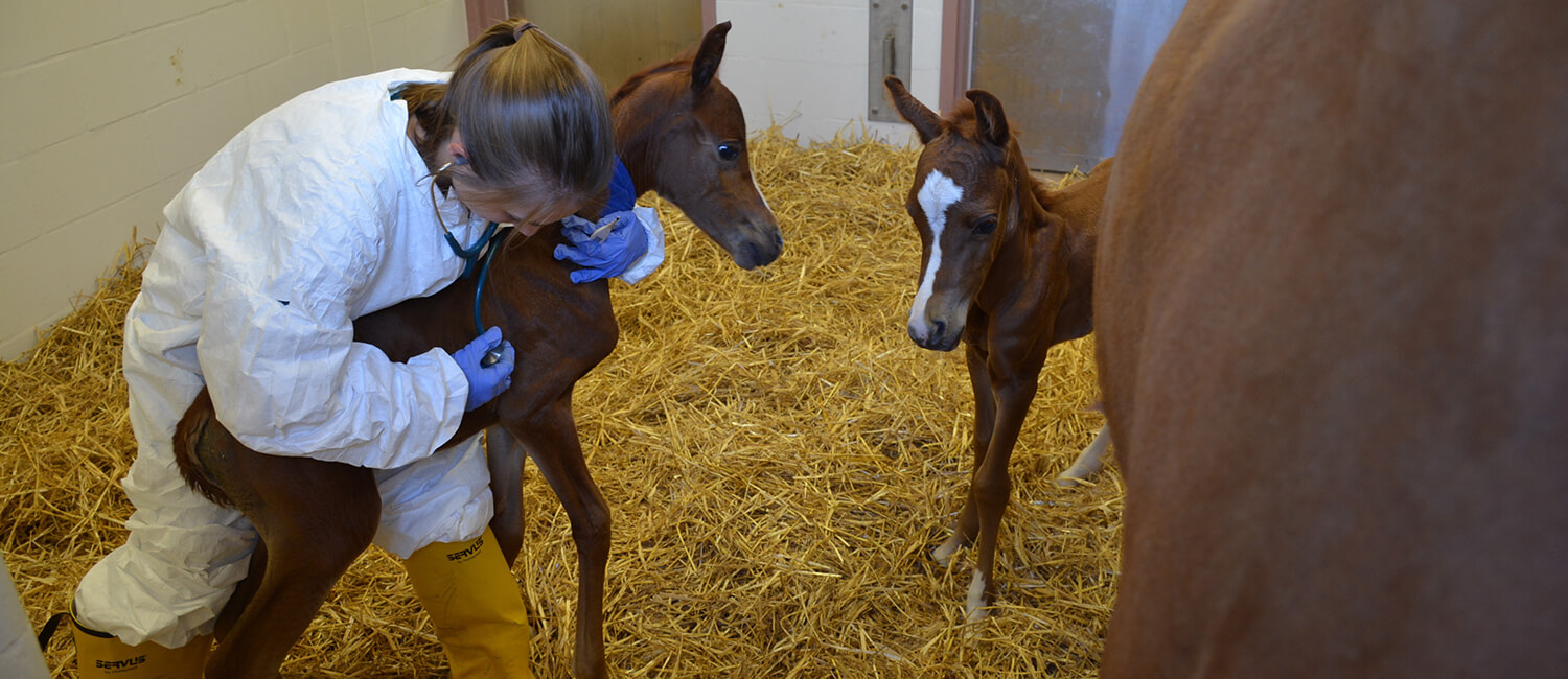 double-trouble---time-to-be-prepared-for-foaling-season